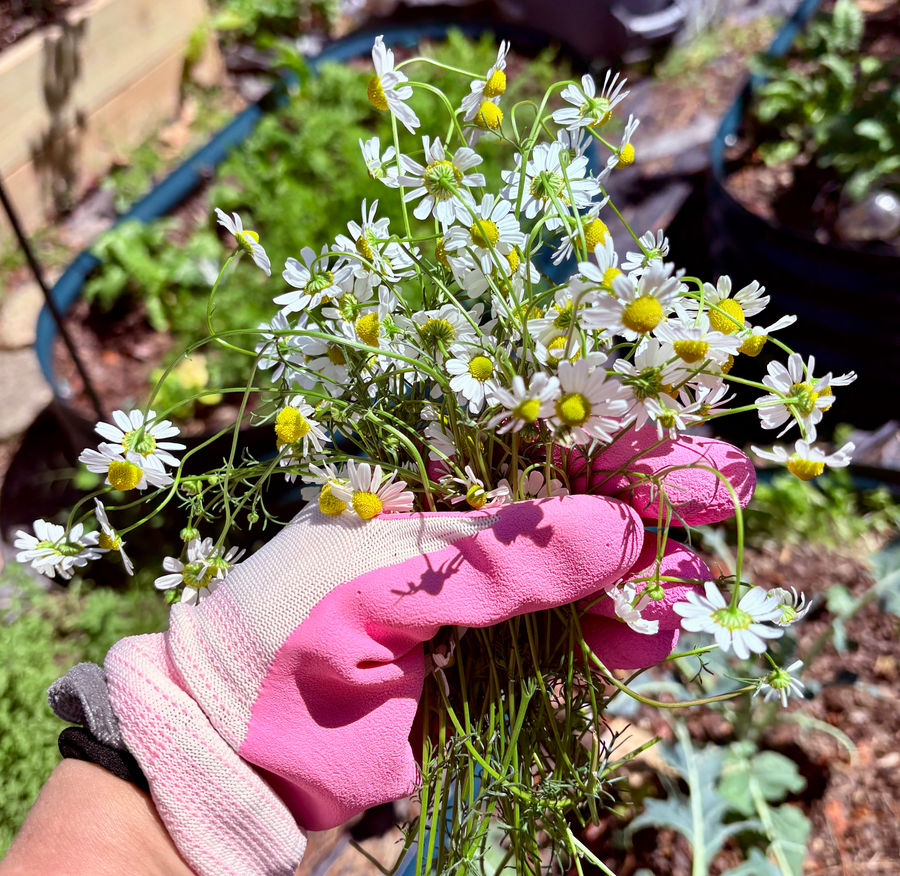 Gardening gloves and fresh flowers