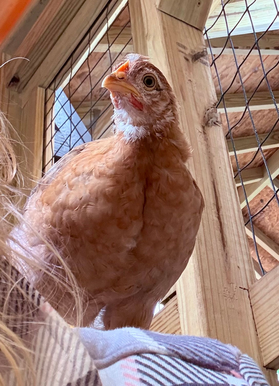 One of our hens up close