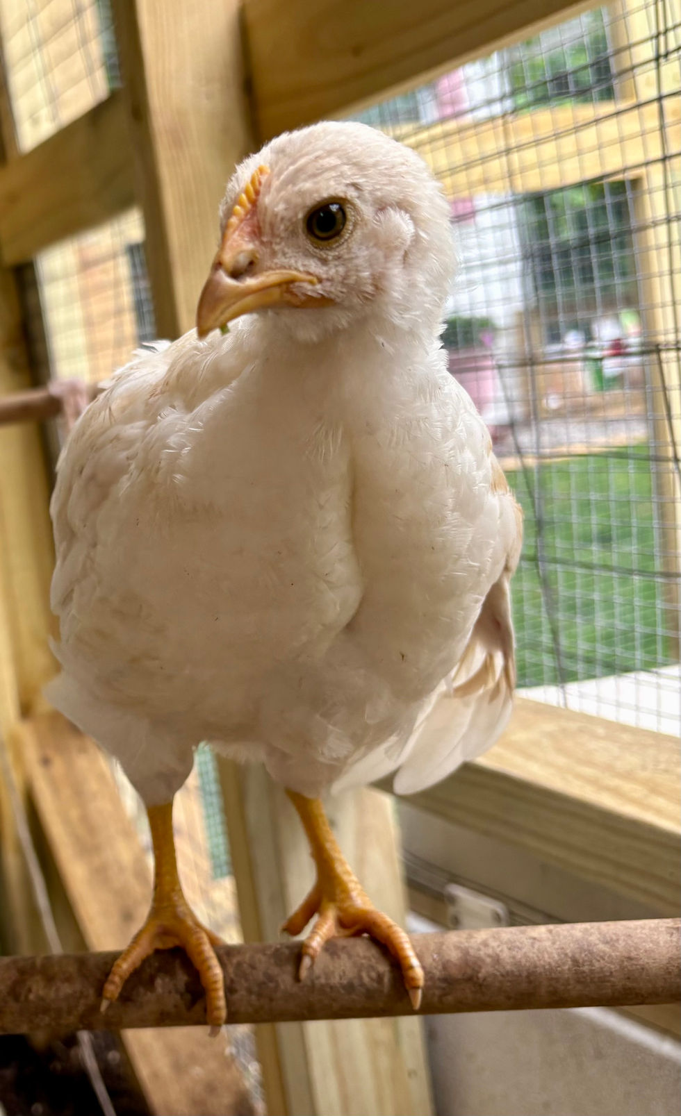 One of our hens in the coop