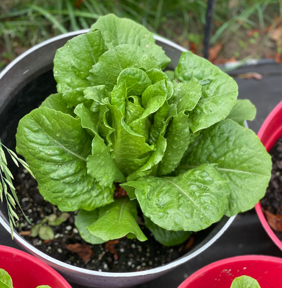 Lettuce growing in a pot