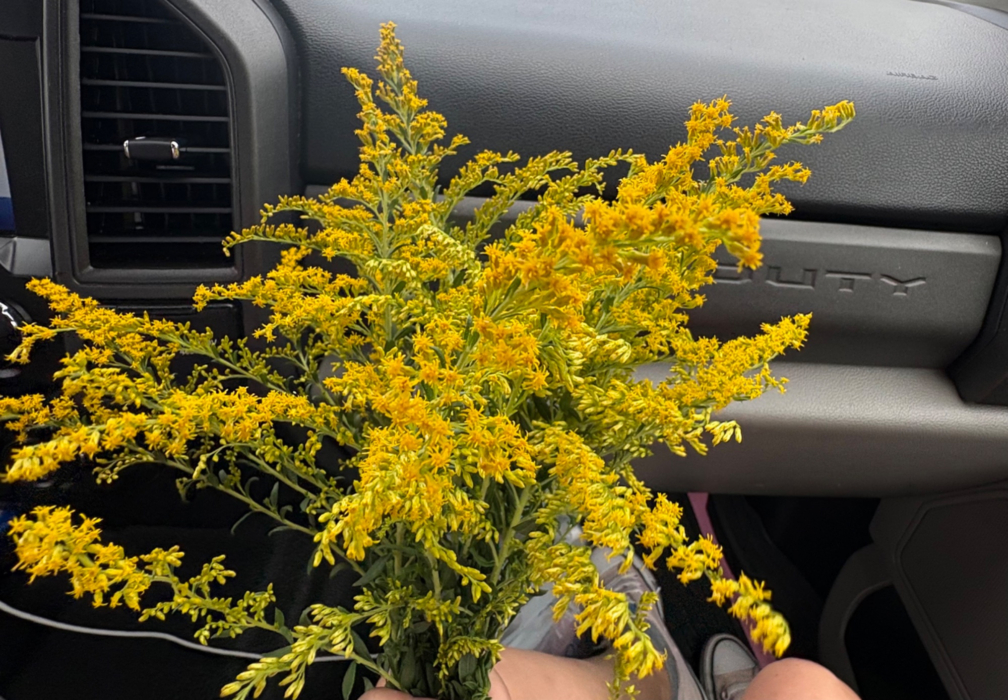 Goldenrod
